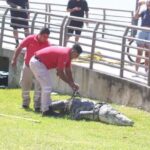 Hallan cocodrilo muerto en laguna de Tamaulipas