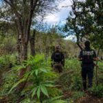 Aseguran y destruyen más de 16 mil plantas de marihuana en Tijuana