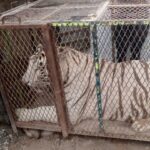 Aseguran tigre de Bengala y cocodrilo durante cateo en Chihuahua