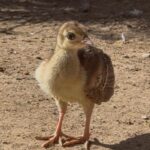 ¡Nuevos habitantes! Nacen cinco pavorreales en el Parque Central de Ciudad Juárez