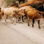 ¡Alerta en Sonora! Detectan gusano barrenador a días de reabrir la frontera al ganado
