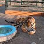 Muere “Max”, tigre de bengala de Quinta La Fauna en Reynosa