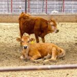 Sonora registra siete casos activos de gusano barrenador mientras reanuda exportación de ganado a EU