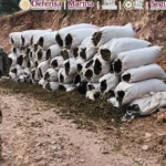 Operativo en Sinaloa deja 12 detenidos; aseguran arsenal, droga y explosivos