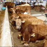 Chihuahua reanuda exportación de ganado a Estados Unidos tras 16 meses de suspensión