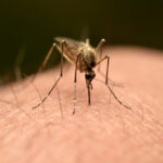 ¡Alerta en Londres! Detectan por primera vez mosquito capaz de transmitir dengue reproduciéndose en Reino Unido