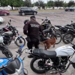 Realiza Agrupamiento Canino de la Guardia Estatal inspección preventiva en el ITACE Victoria